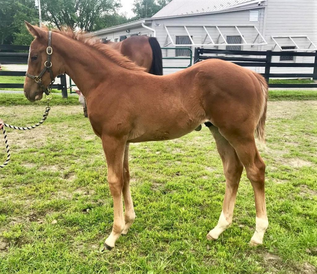 Dakota Gold as a foal. (Courtesy of New Hill Farm/Lili Kobielski)